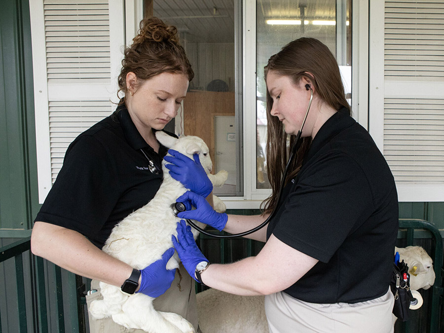 Two veterinary workers examine a lamb with a stethoscope.